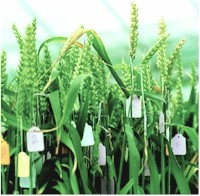 GM Crops and Food section